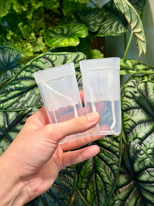 Mini Clear Self-Watering Propagation Planter (120ml)