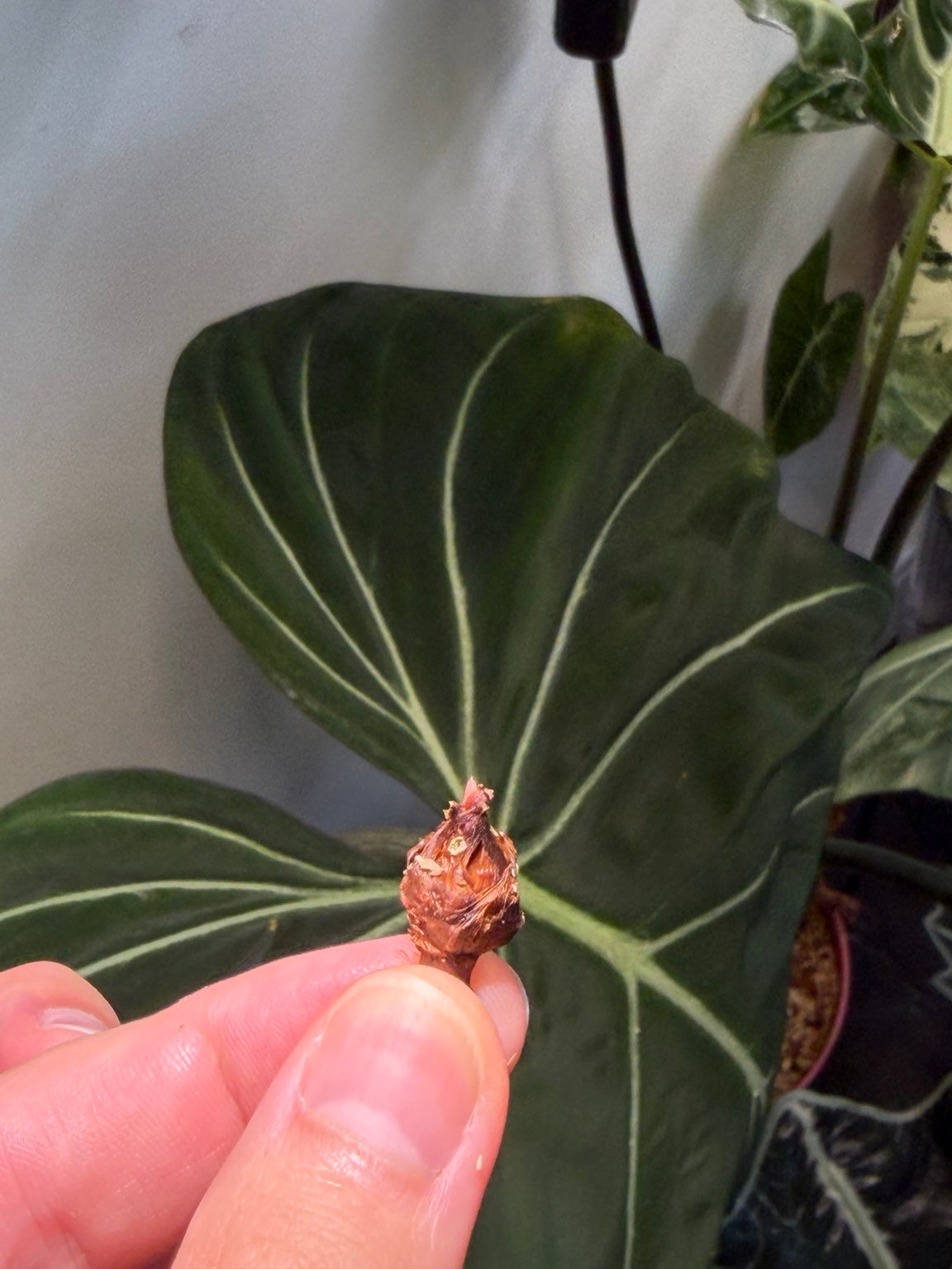 Alocasia Chantrieri Pink corm held in front of a mature Alocasia leaf