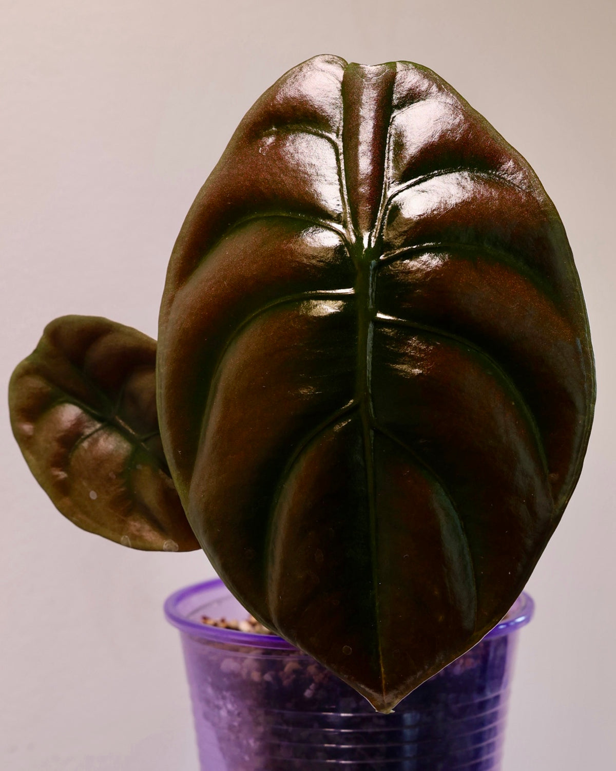 Close-up of the metallic copper leaf of Alocasia cuprea Red Secret, exact plant for sale