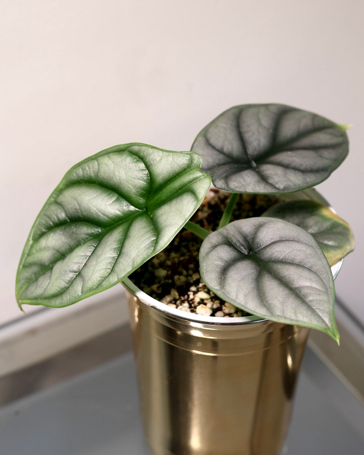 Alocasia Silver Dragon, exact plant for sale, view 2