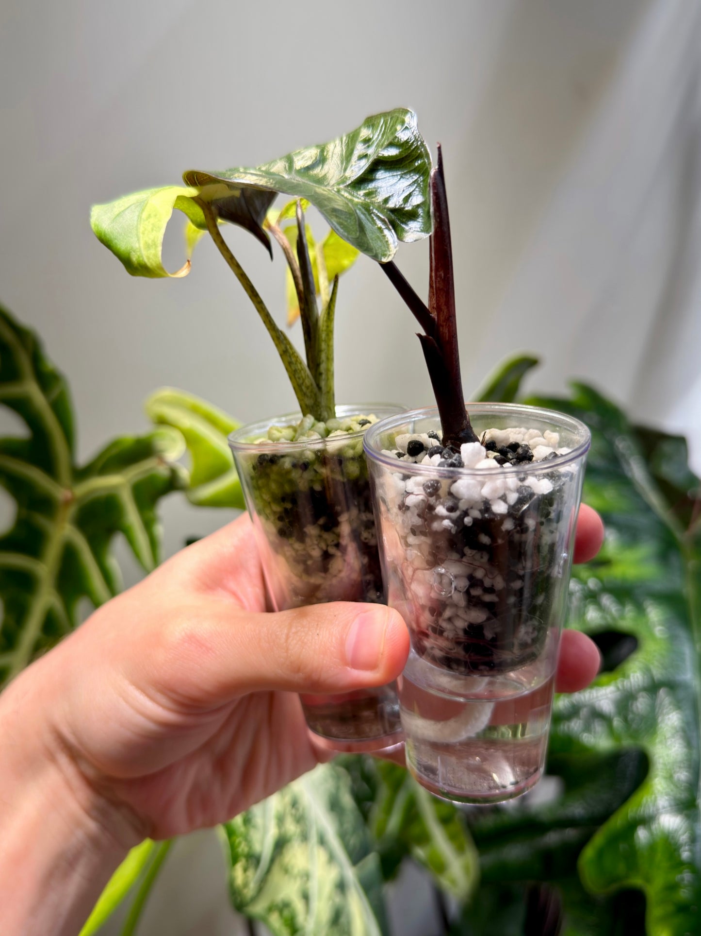 Side view of self-watering propagation cups held in hand, demonstrating water reservoir visibility and compatibility with pon, stratum, and perlite substrates