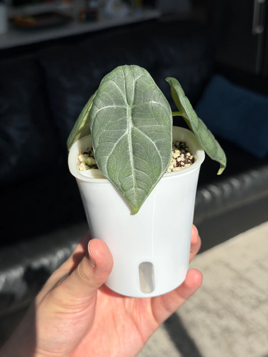 The Technical Grower's Self-Watering Aroid Pot (3-inch)