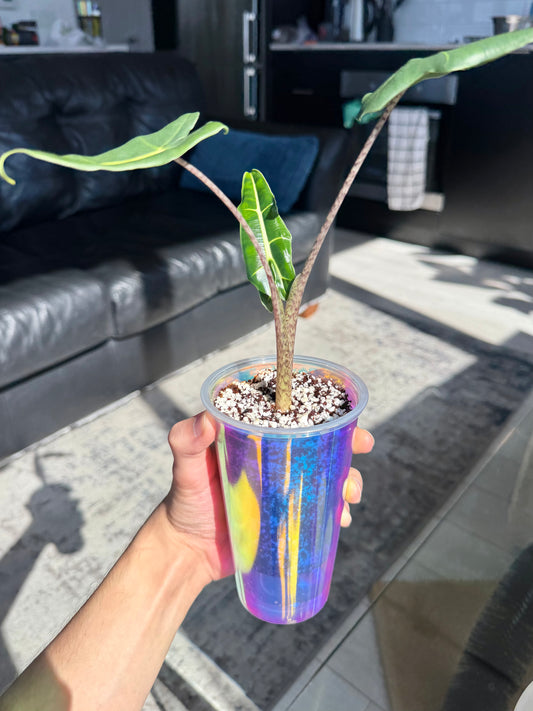 The "Aurora" Semi-Hydro Propagation Set
