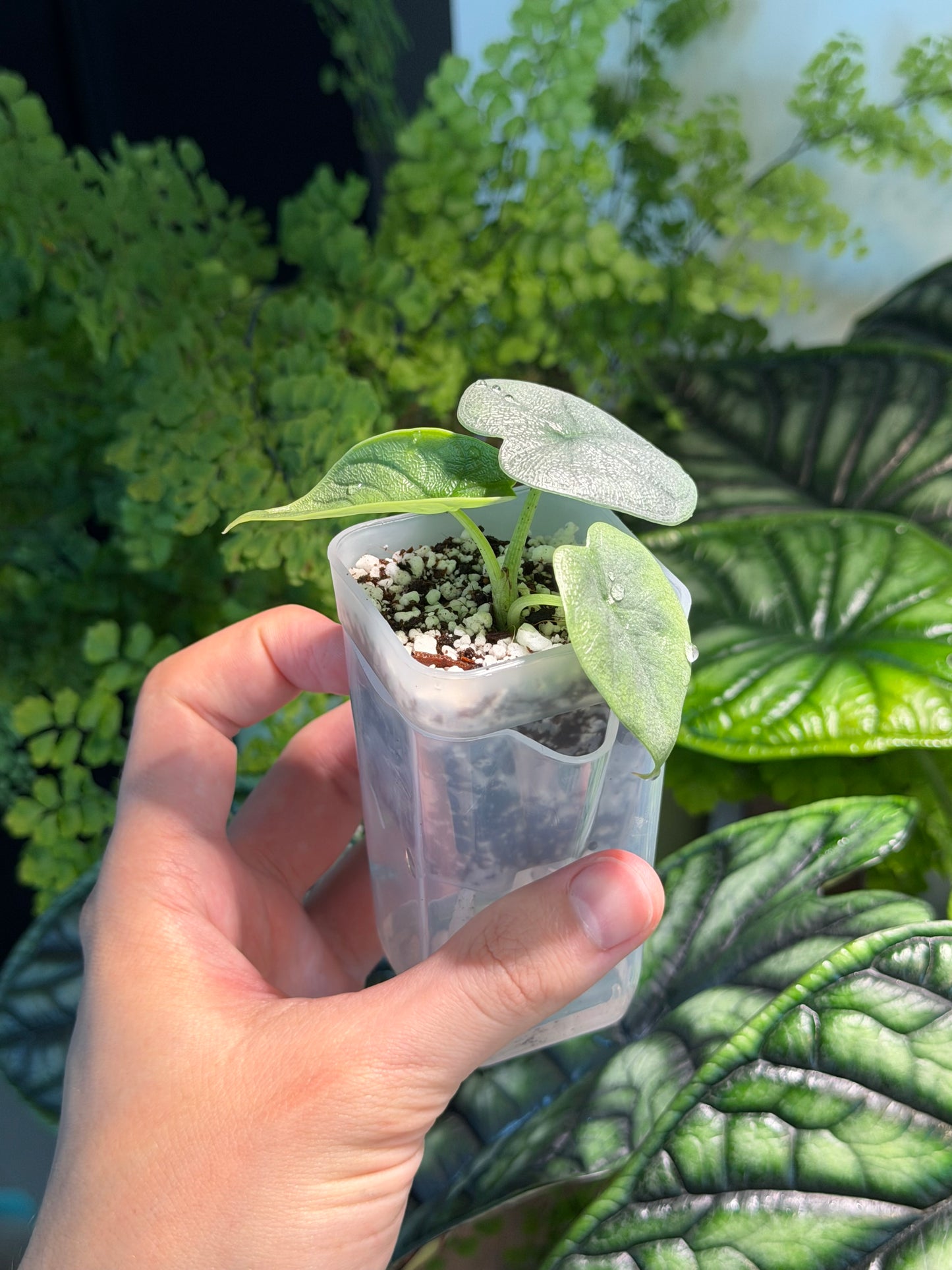 Mini Clear Self-Watering Propagation Planter (120ml)