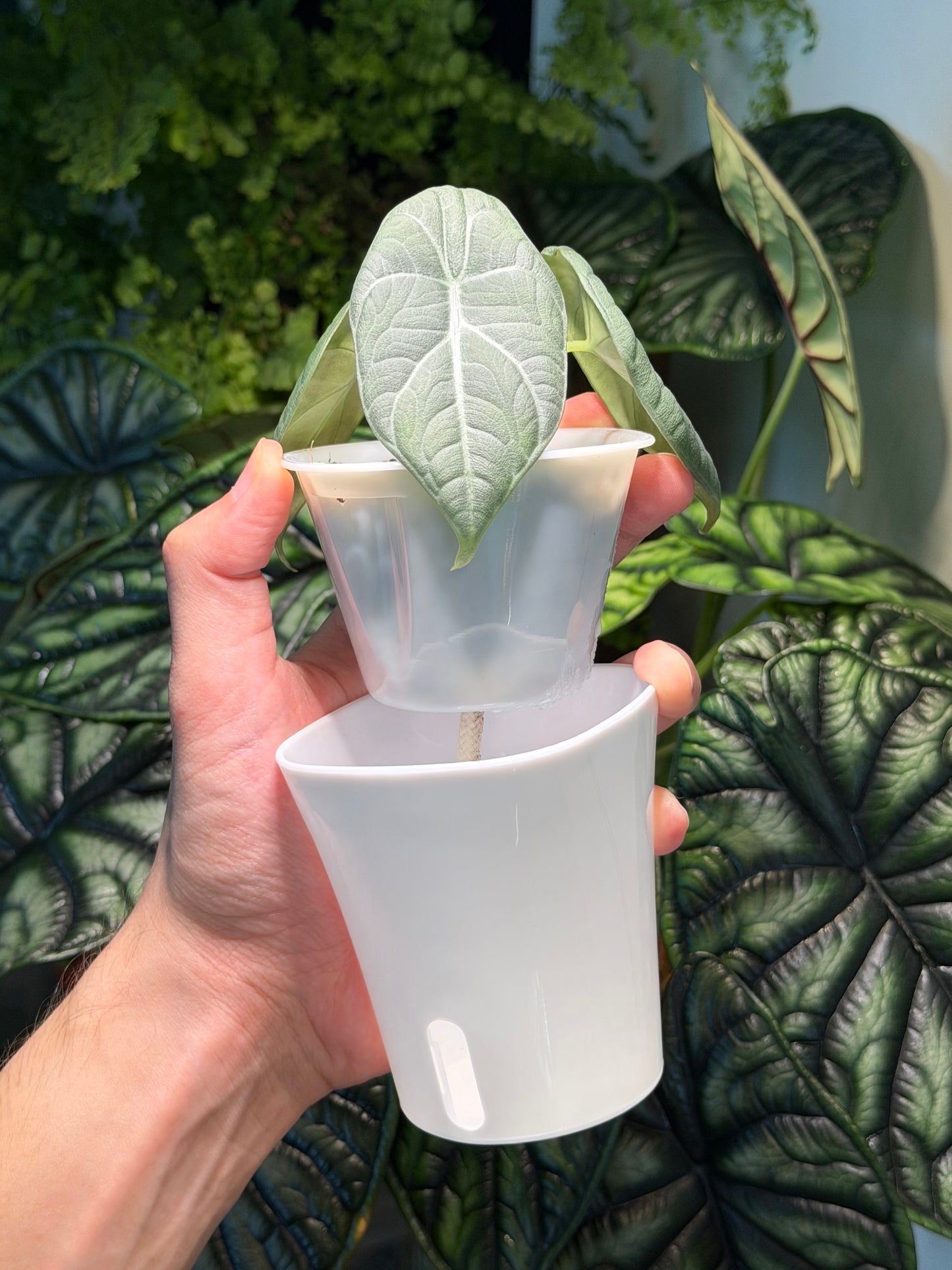 The Technical Grower's Self-Watering Aroid Pot (3-inch)