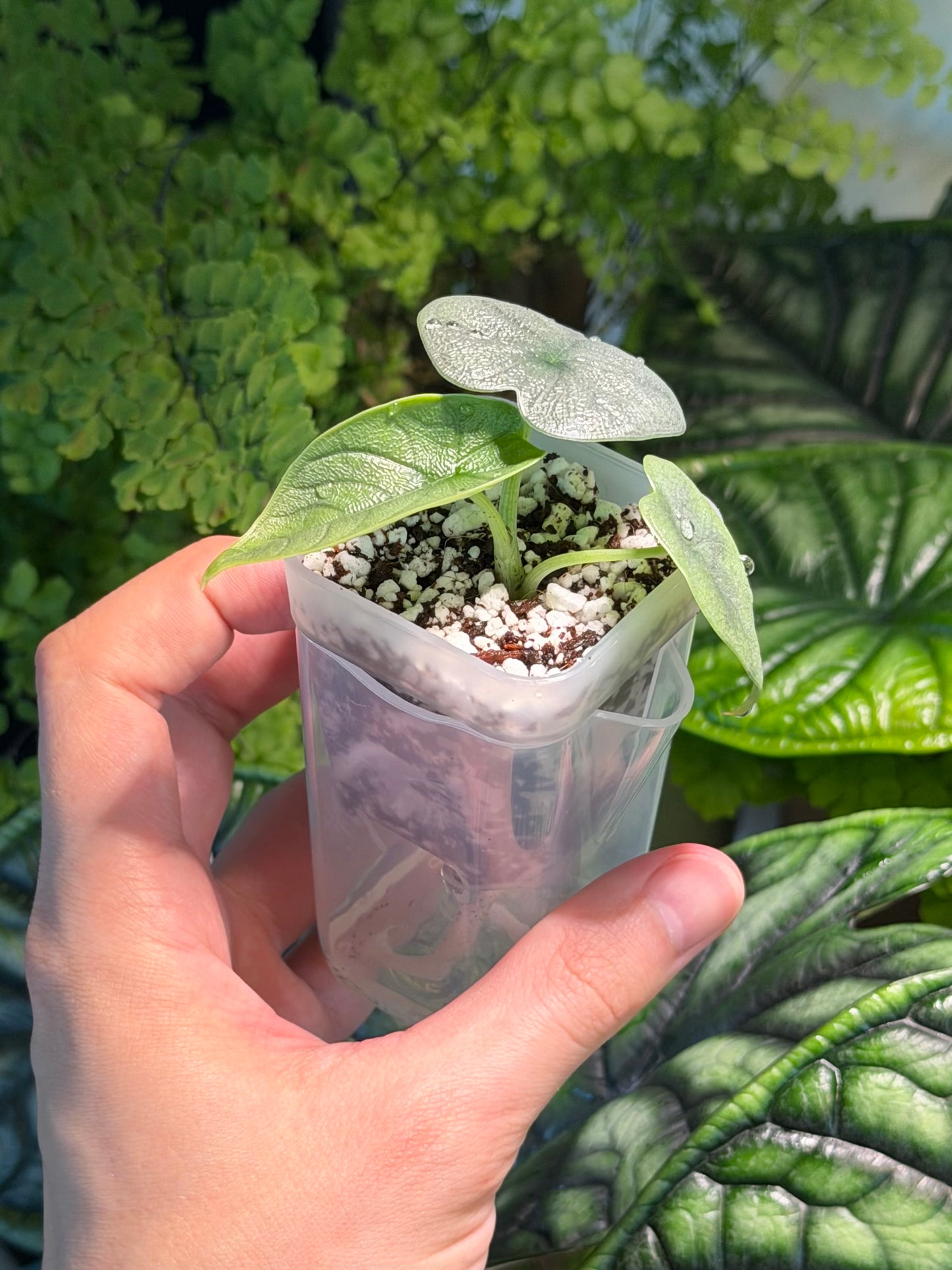 Mini Clear Self-Watering Propagation Planter (120ml)