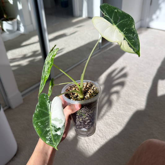 Alocasia Frydek Albo Variegated