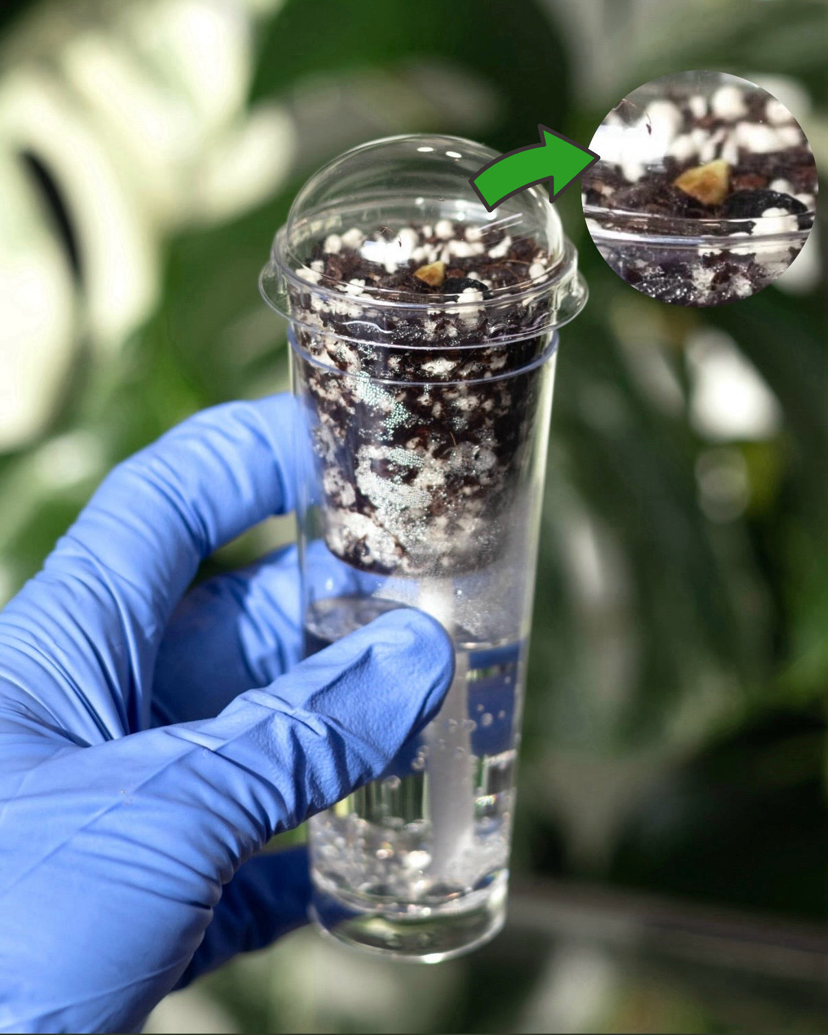 Pro Self-Watering Propagation Cup (High Capacity)
