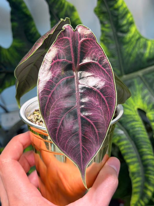 Alocasia Azlanii mature leaf with pink-purple veins
