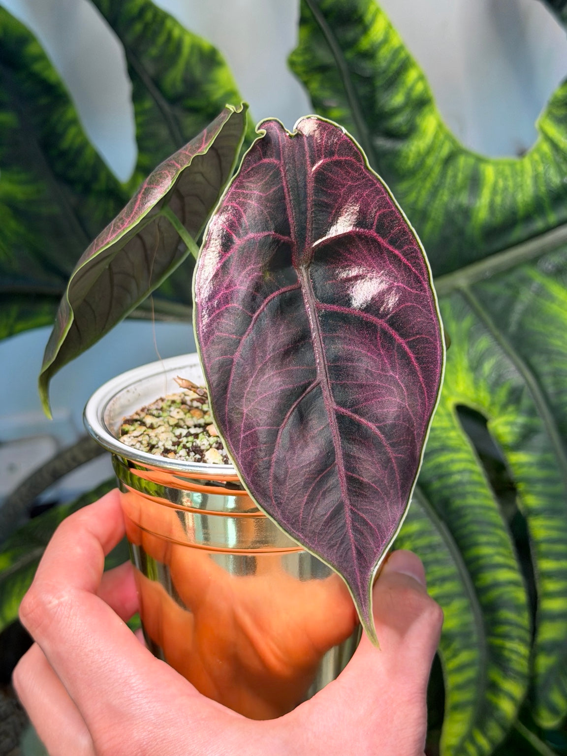 Alocasia Azlanii front view showing iridescent dark foliage