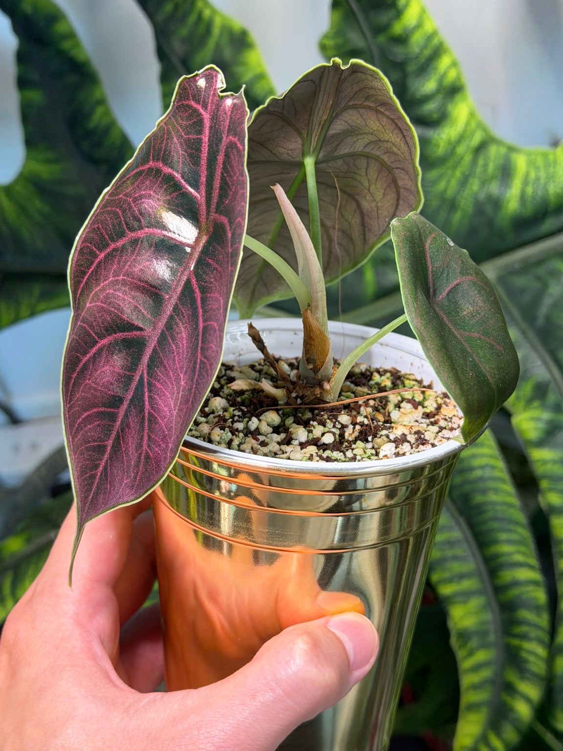 Alocasia Azlanii whole plant in self-watering cup with new growth