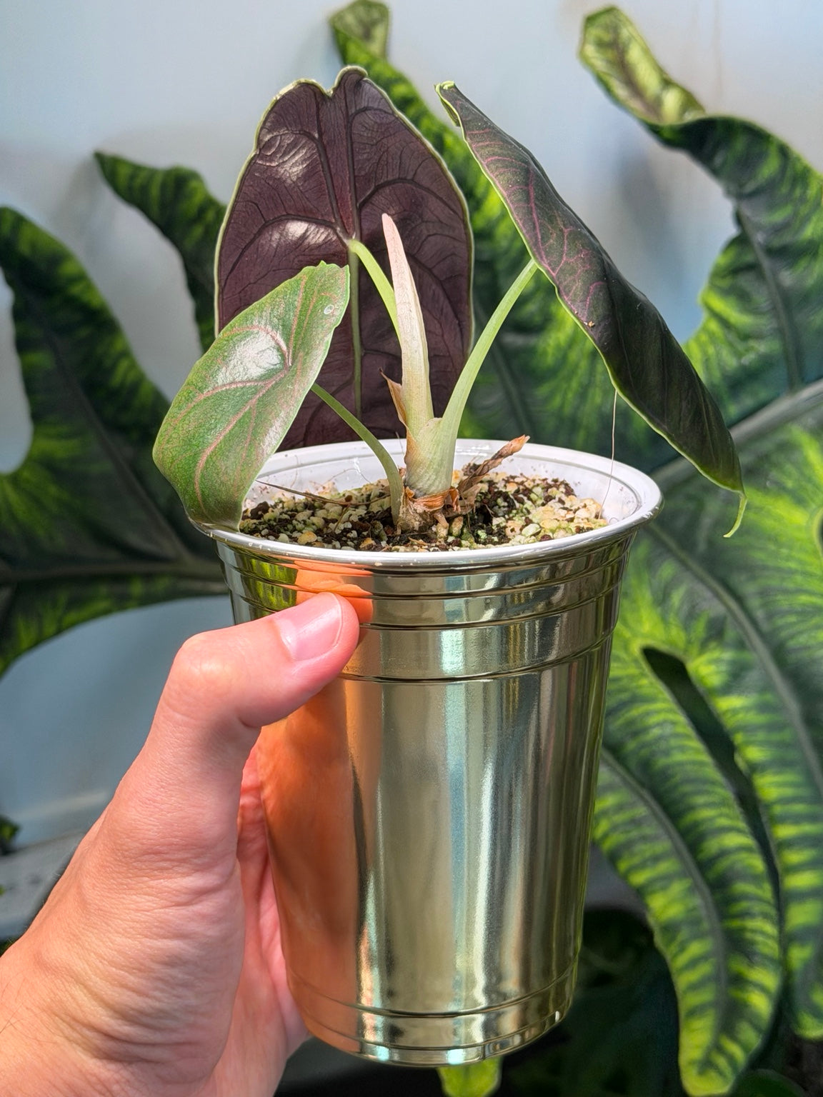 Alocasia Azlanii side view showing leaves and emerging new leaf
