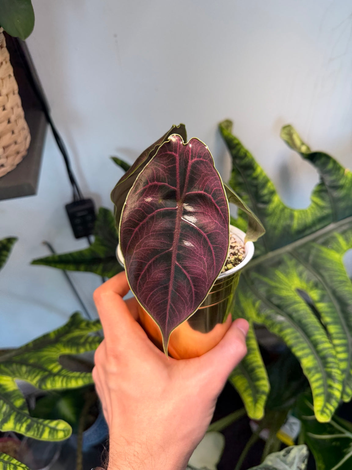 Alocasia Azlanii full plant view in growing area