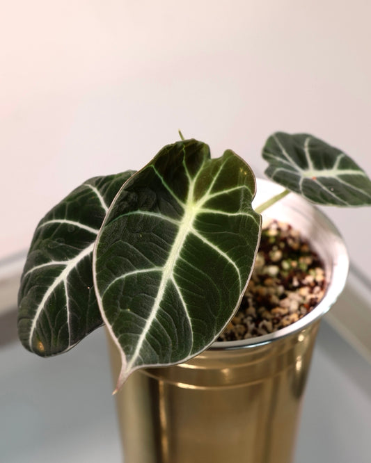 Alocasia Black Velvet, exact plant for sale, view 1