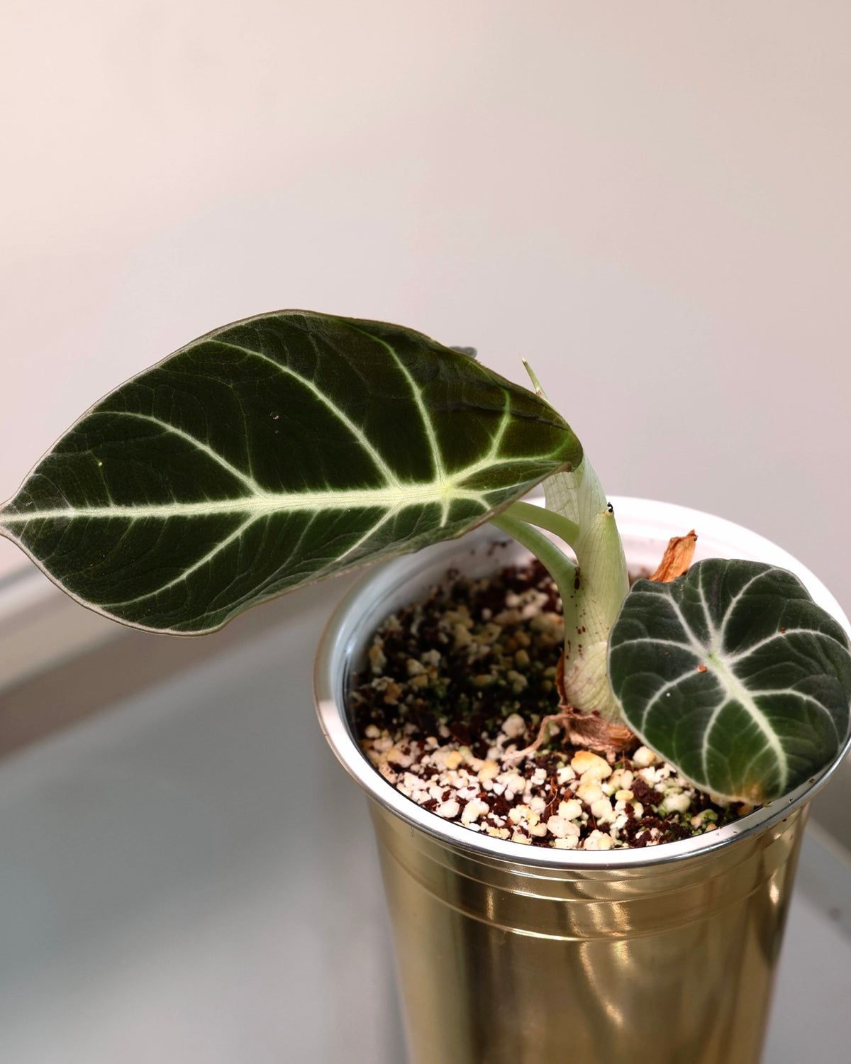Alocasia Black Velvet, exact plant for sale, view 2