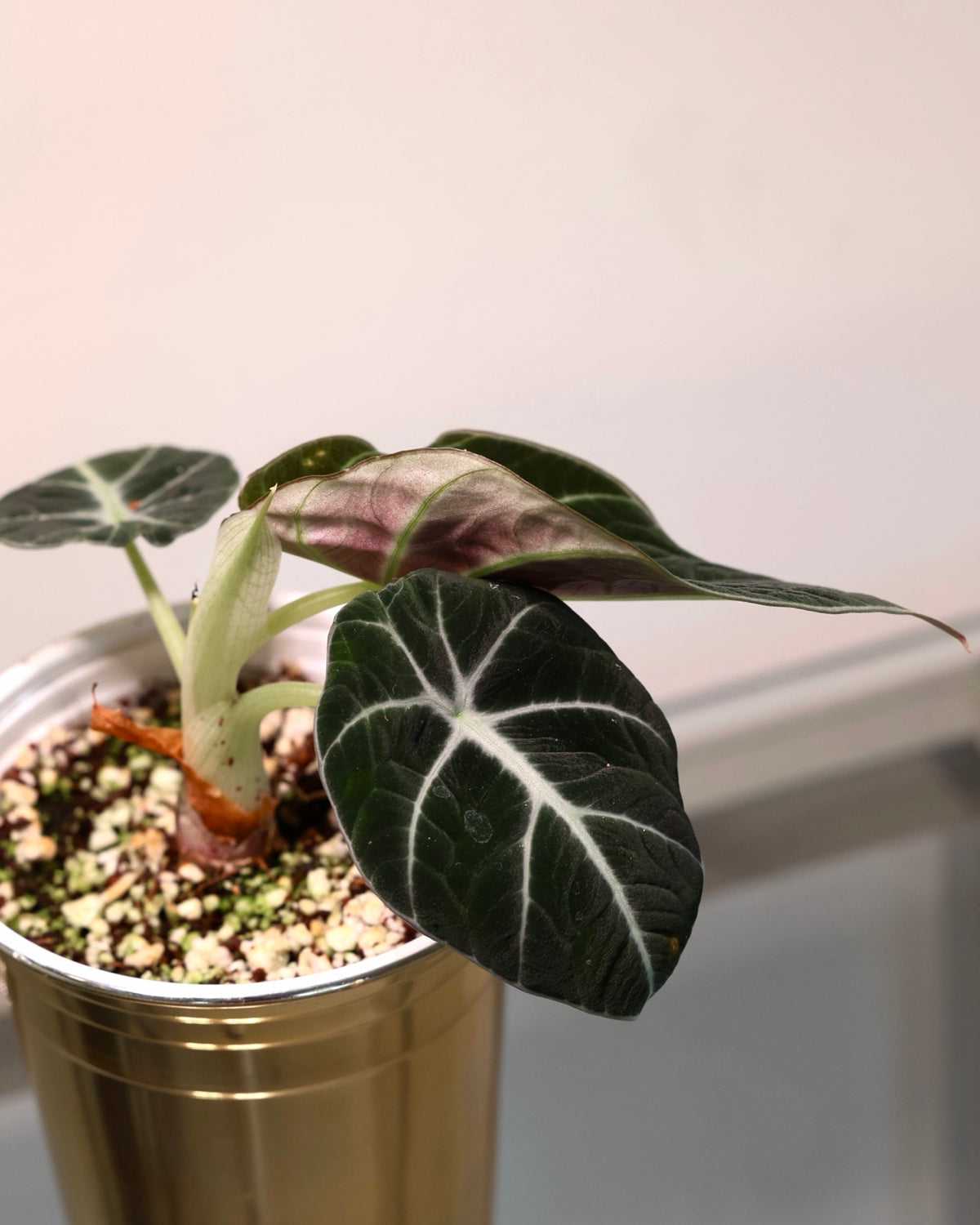Alocasia Black Velvet, exact plant for sale, view 3