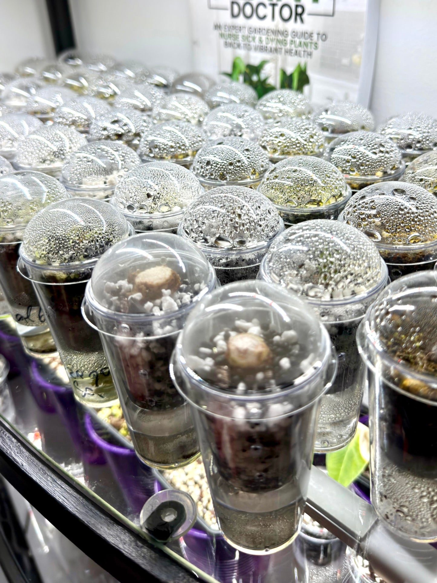 Organized propagation shelf setup using clear self-watering pots with humidity domes for Alocasia corms and seed starting