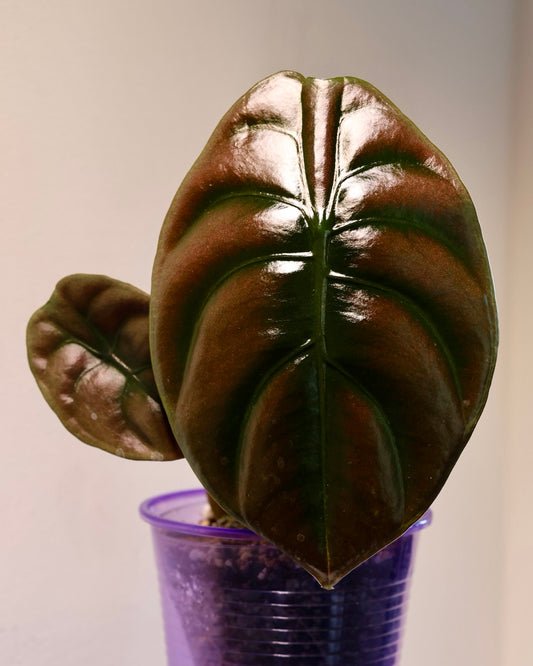 Alocasia cuprea Red Secret exact plant for sale with glossy copper-toned leaves in a purple cup
