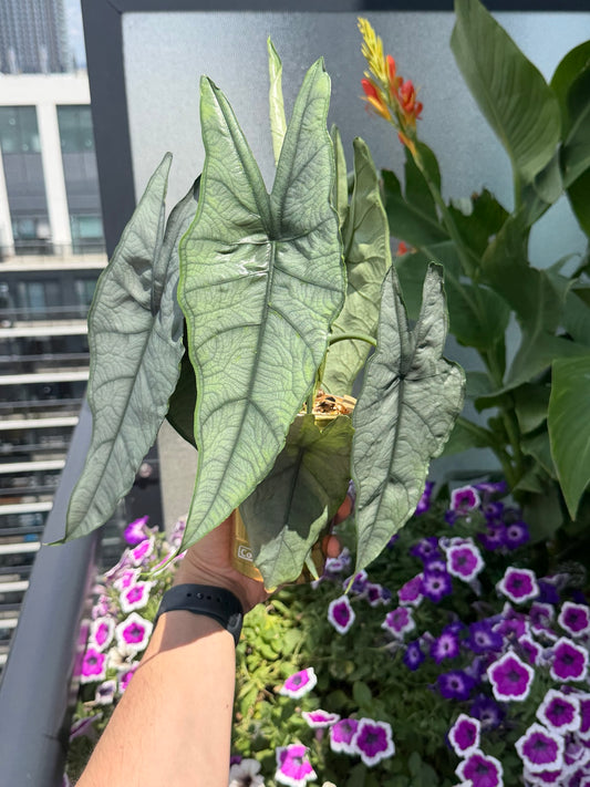 Alocasia Dragon Breath mature plant grown in a self-watering cup