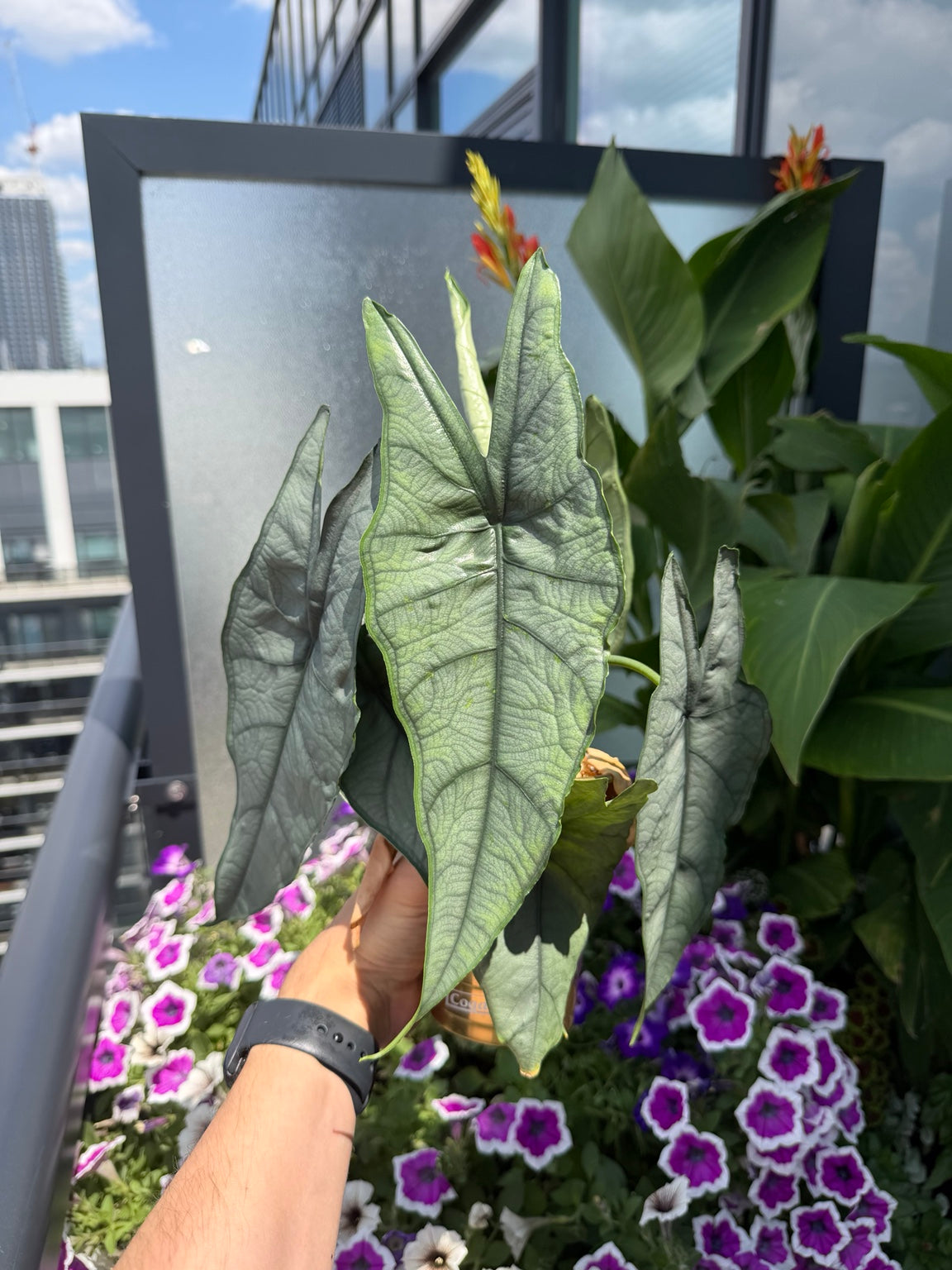 Alocasia Dragon Breath showing silver-green foliage and mature leaf shape