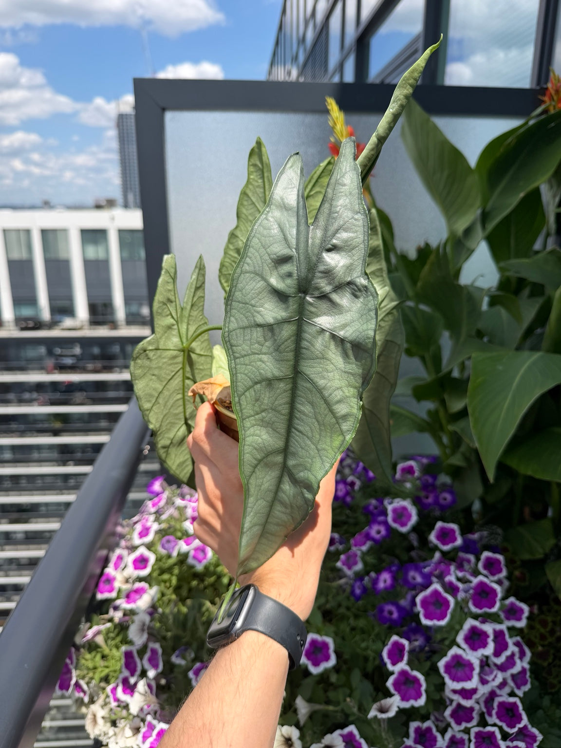 Alocasia Dragon Breath leaf detail in natural light