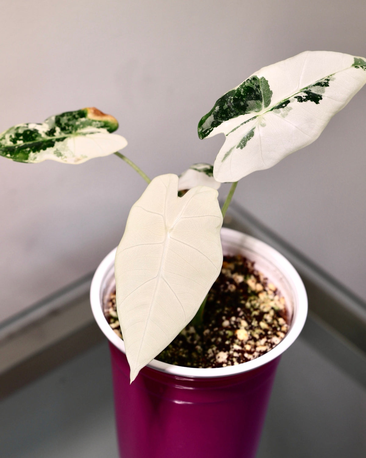 Alocasia Frydek Albo Variegated, exact plant for sale, full plant
