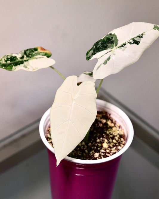 Alocasia Frydek Albo Variegated, exact plant for sale, full plant