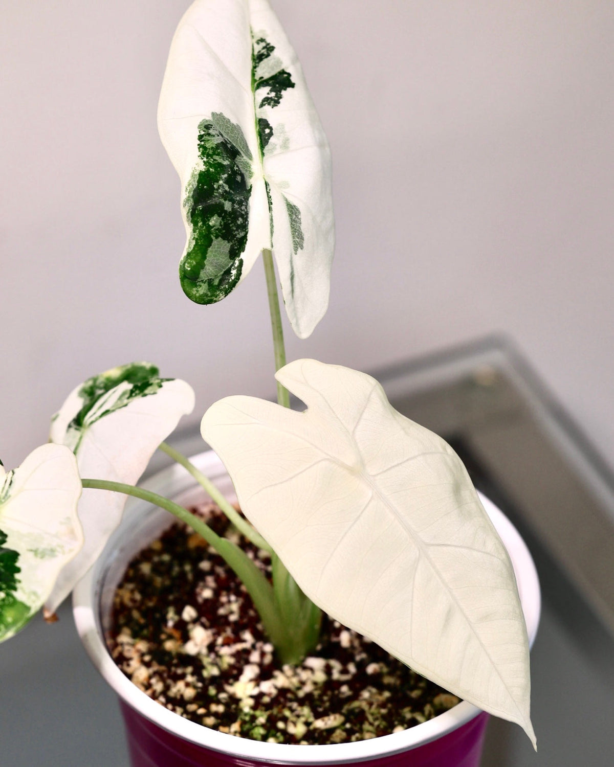 Alocasia Frydek Albo Variegated with high white variegation, second view