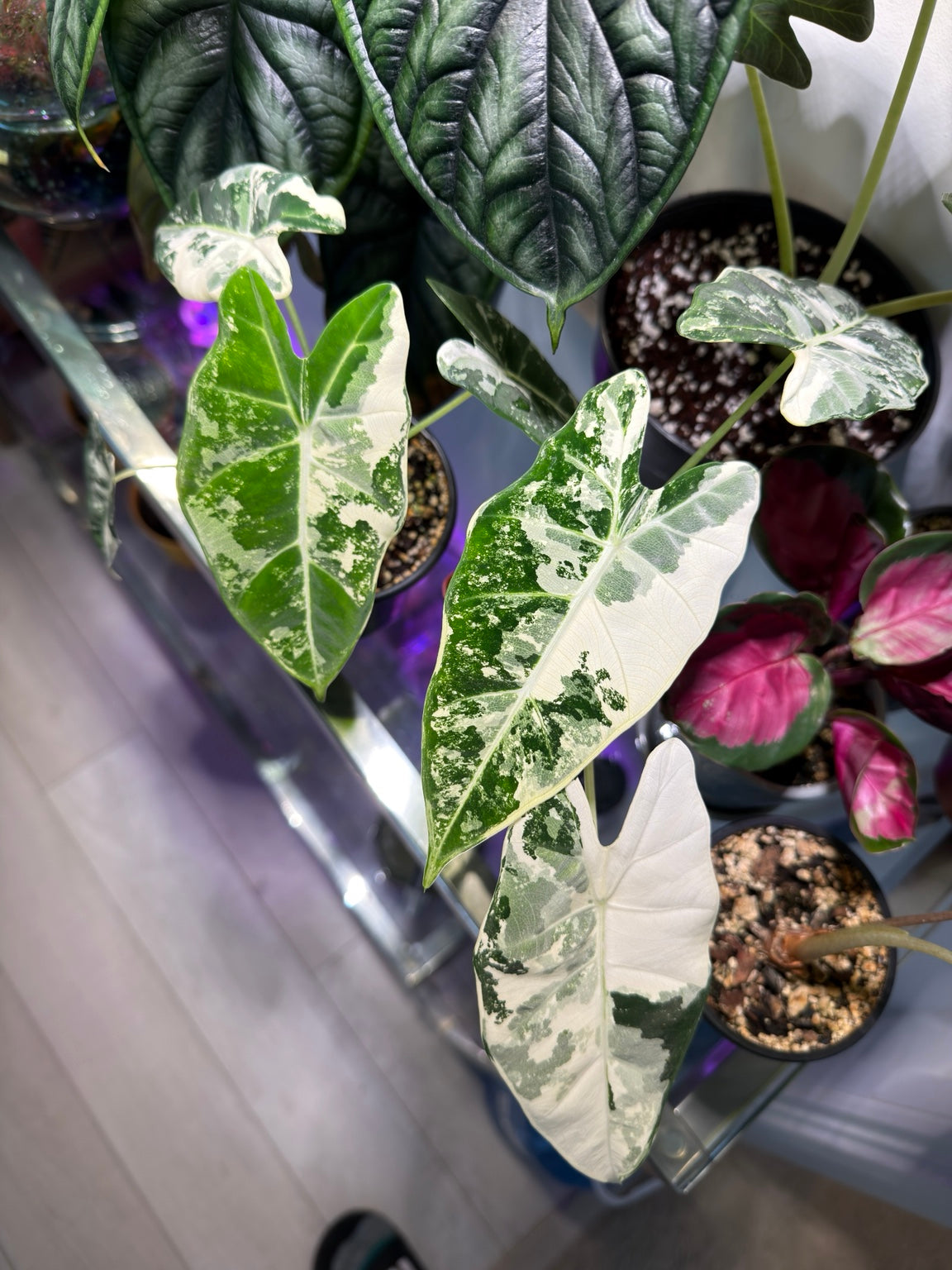 Alocasia Frydek Albo Variegated with green and white variegated leaves