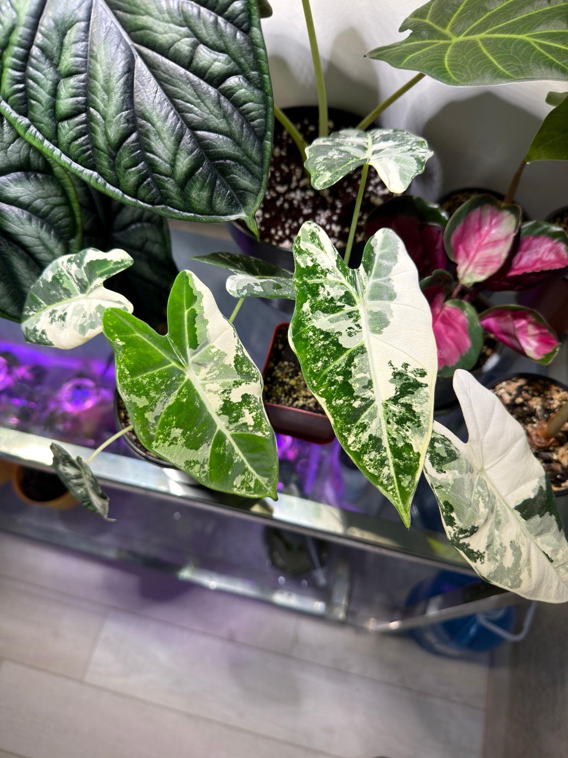 Alocasia Frydek Albo Variegated foliage with contrasting white and green sectors