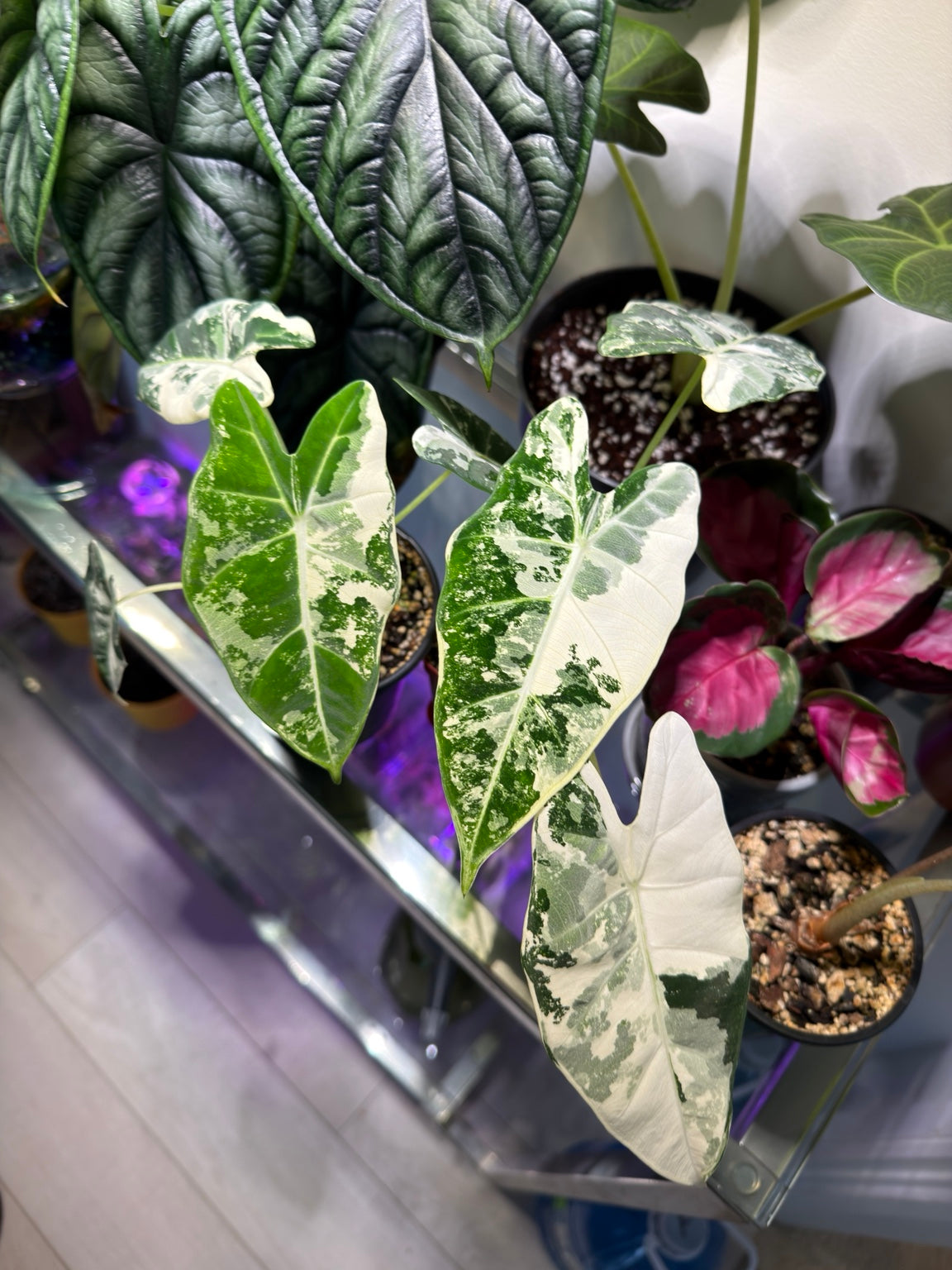 Alocasia Frydek Albo Variegated plant showing multiple variegated leaves