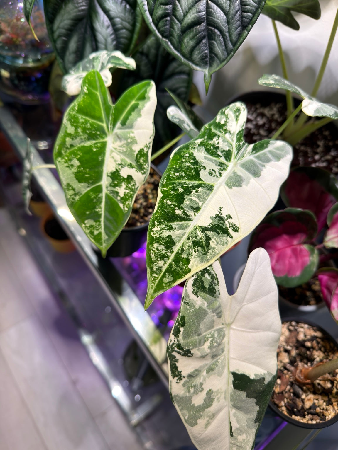 Alocasia Frydek Albo Variegated close-up with bold white and green variegation