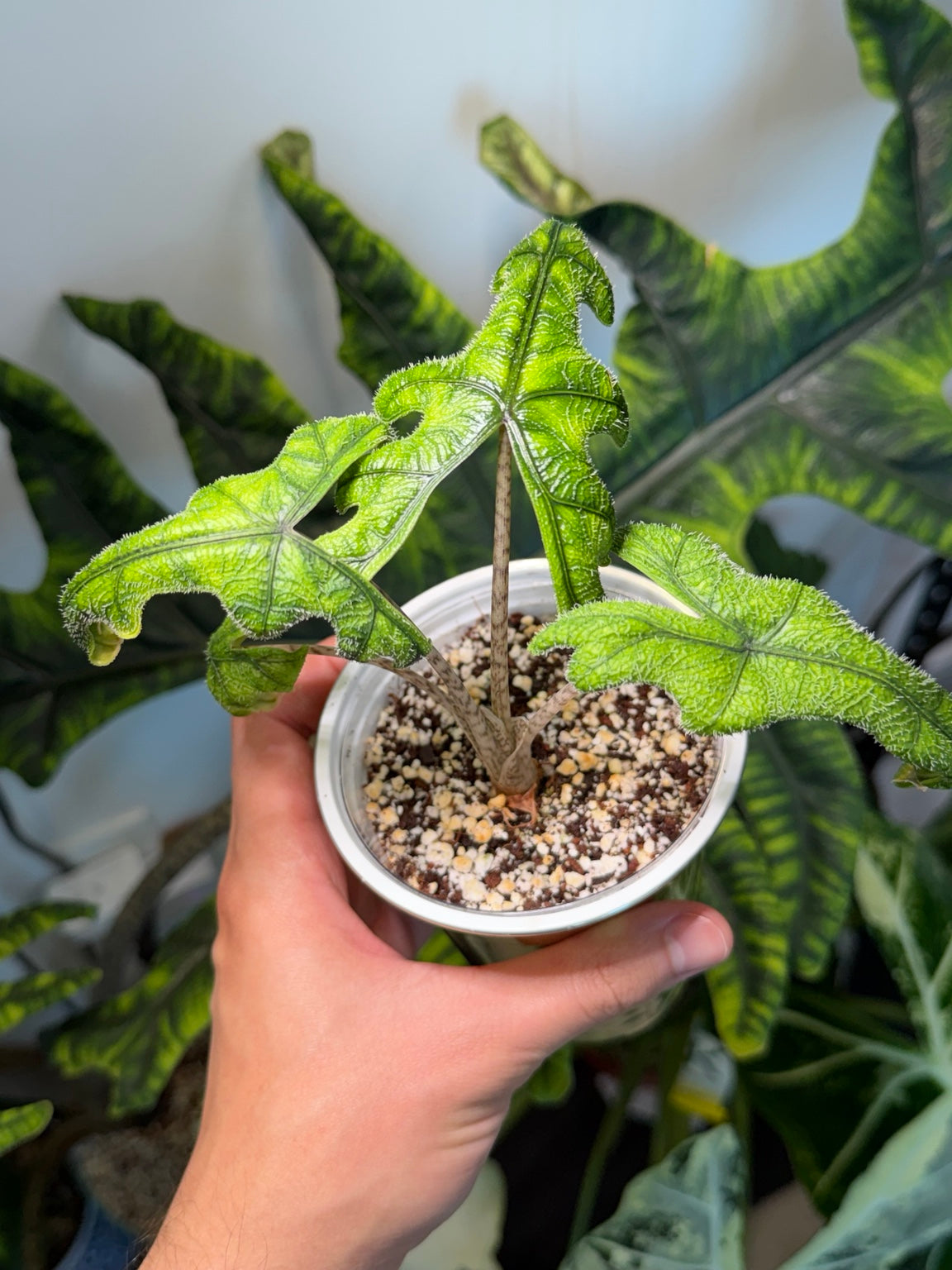 Alocasia Jacklyn young plant with the mature mother plant visible in the background