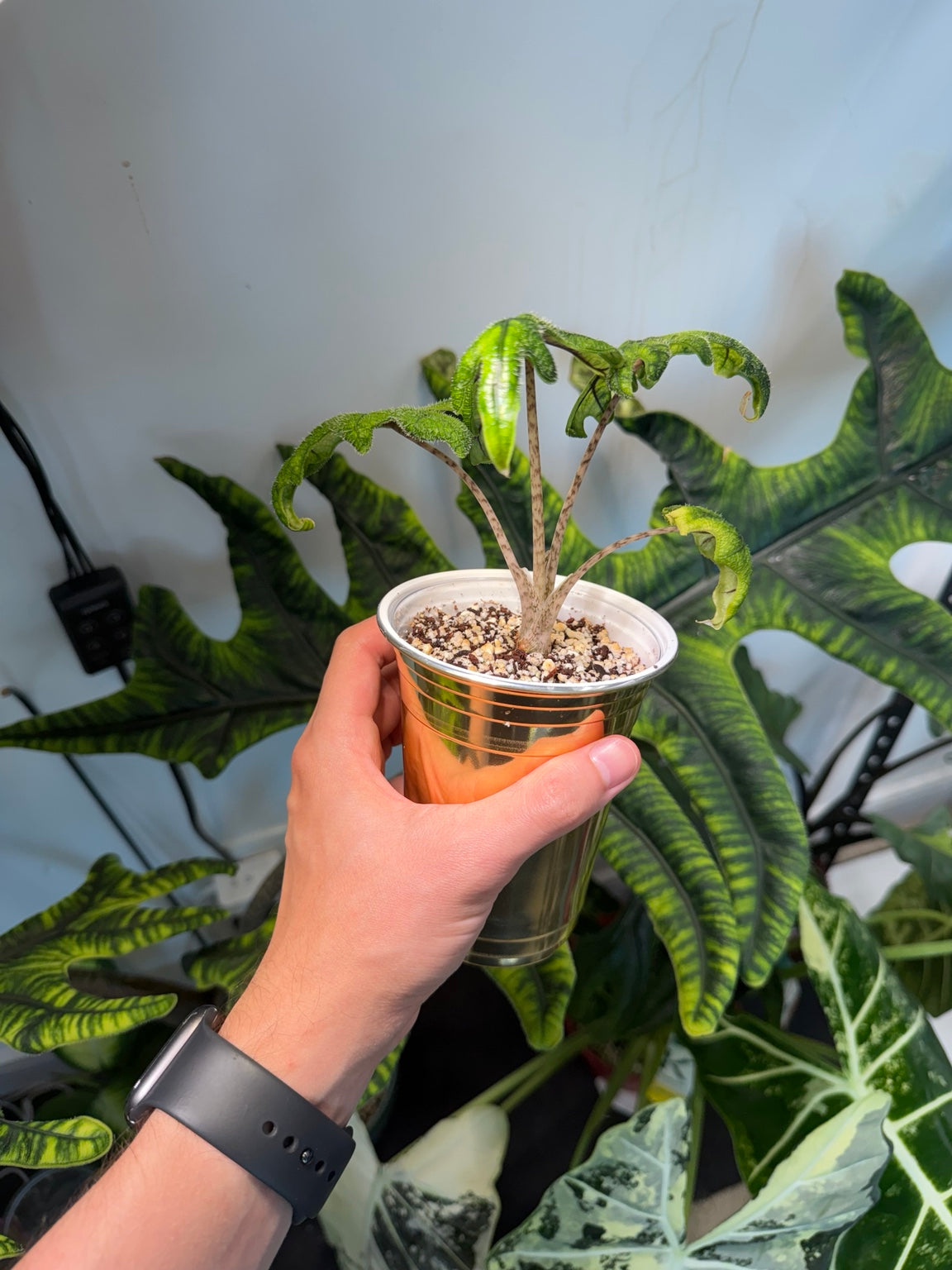 Alocasia Jacklyn young plant in self-watering cup with mature mother plant behind it