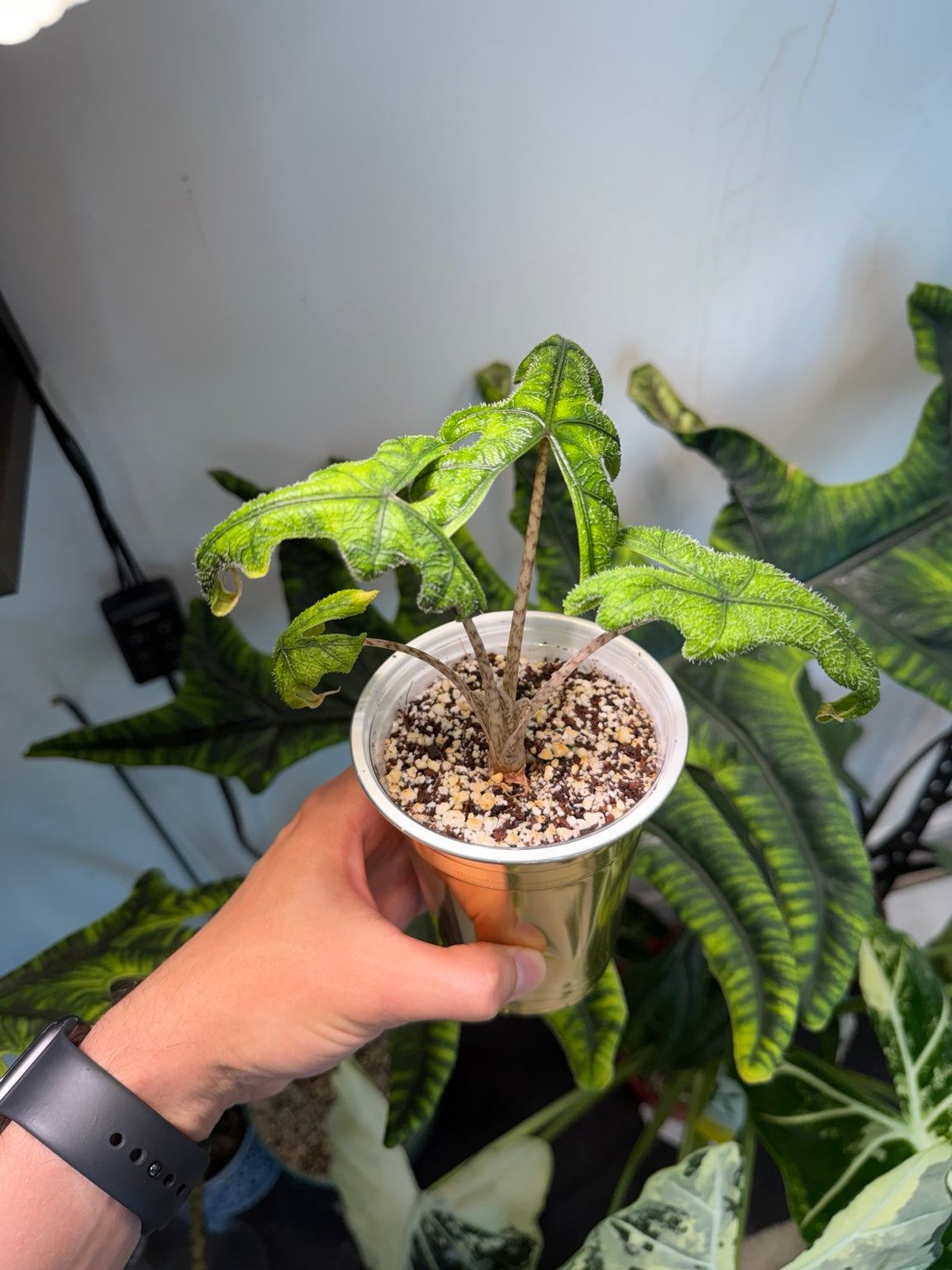 Alocasia Jacklyn young plant showing textured leaves and spotted petioles