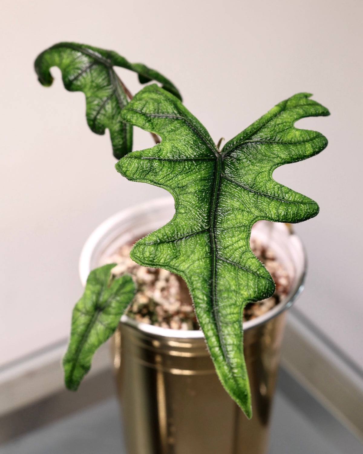 Alocasia Jacklyn exact plant for sale, close-up of textured green foliage and dark veins