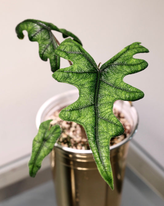 Alocasia Jacklyn exact plant for sale, close-up of textured green foliage and dark veins