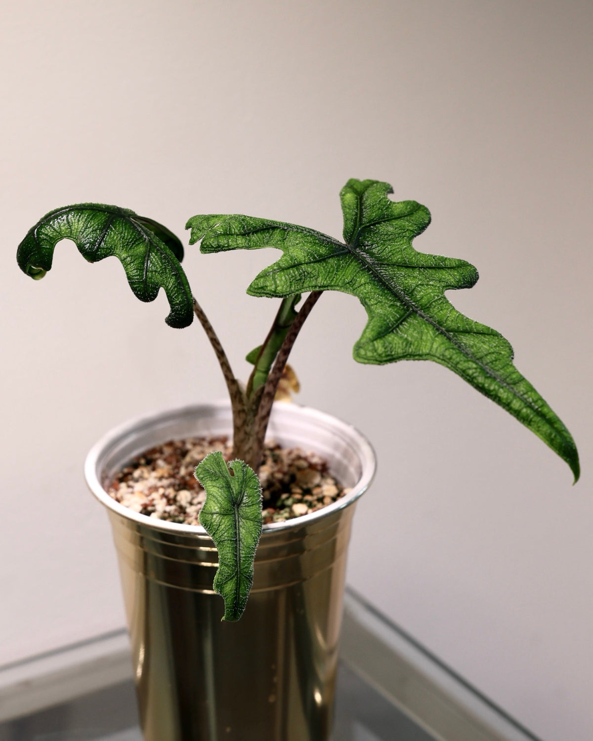 Alocasia Jacklyn exact plant for sale, whole plant in a self-watering cup showing textured leaves and spotted stems