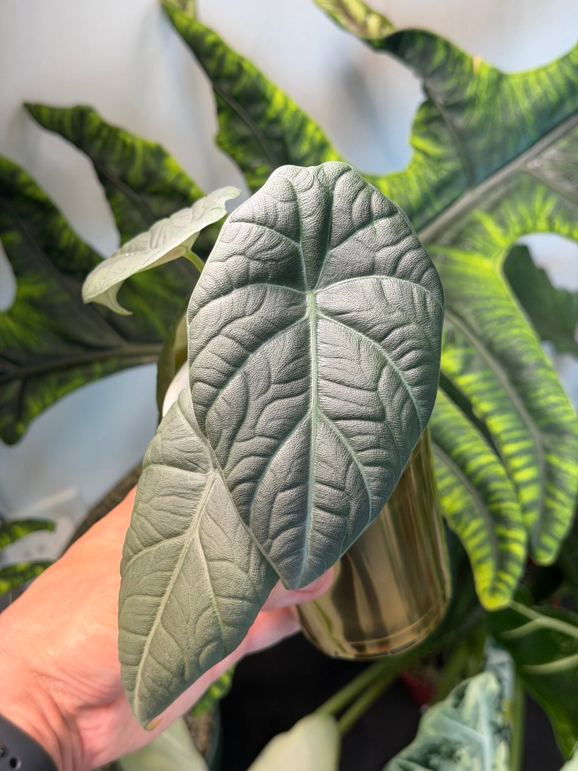 Alocasia Maharani with dark textured silver-green leaves