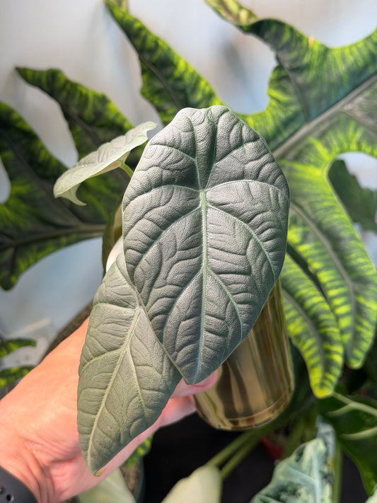 Alocasia Maharani with dark textured silver-green leaves