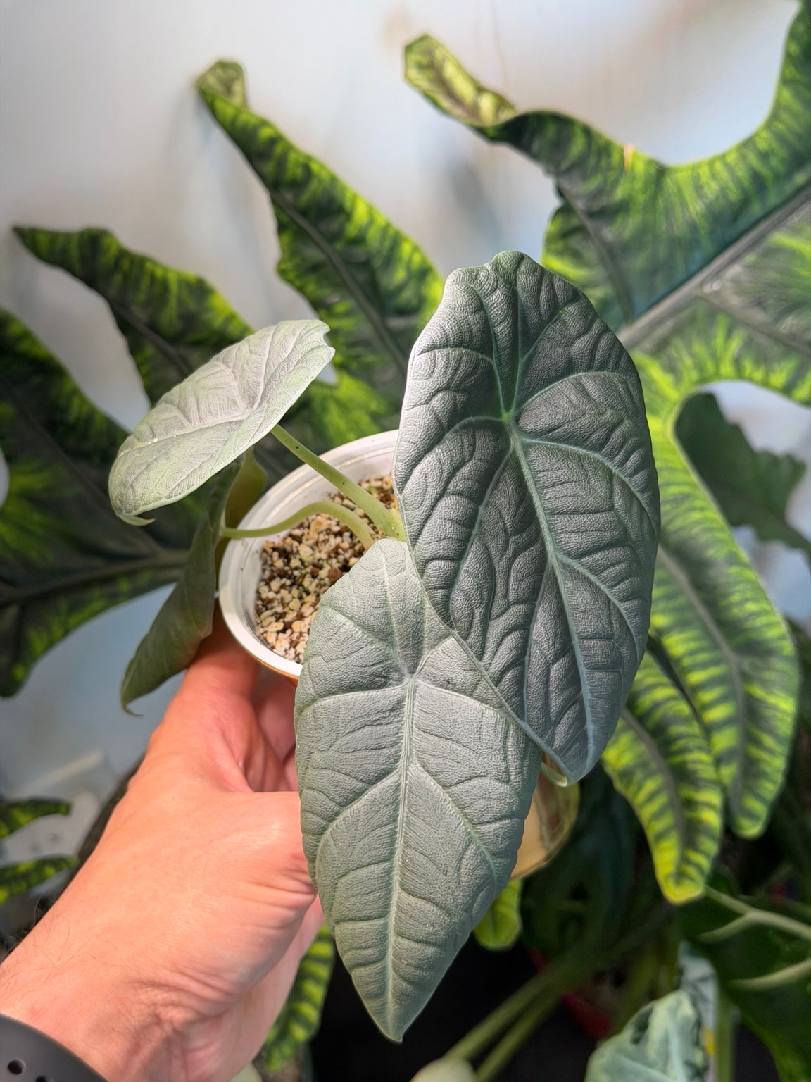 Alocasia Maharani young plant showing multiple silver-green textured leaves