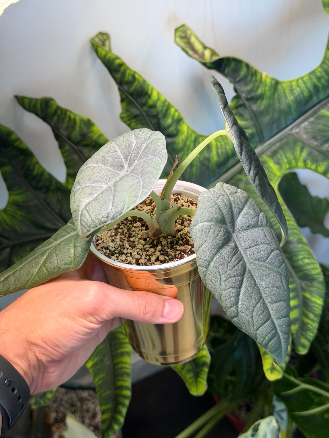 Alocasia Maharani in self-watering cup showing compact growth and textured foliage