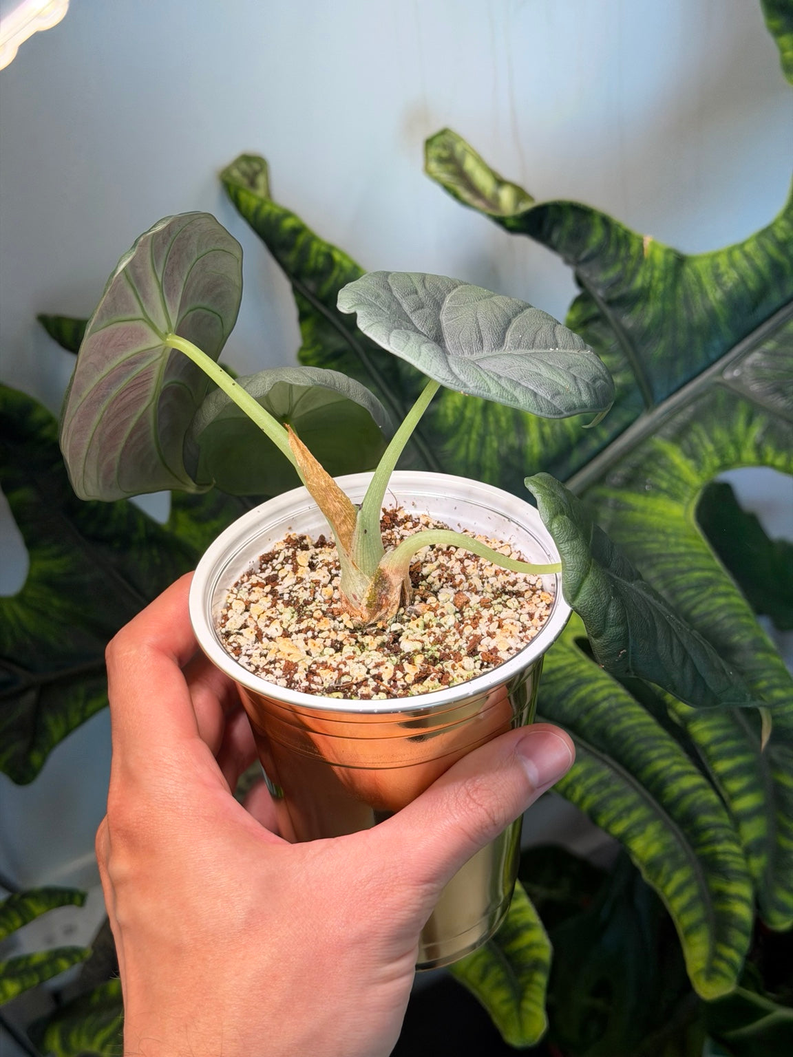 Alocasia Maharani side view in self-watering cup with silver-green leaves
