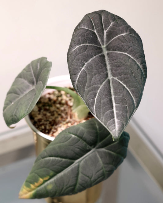 Alocasia Maharani, exact plant for sale, view 1