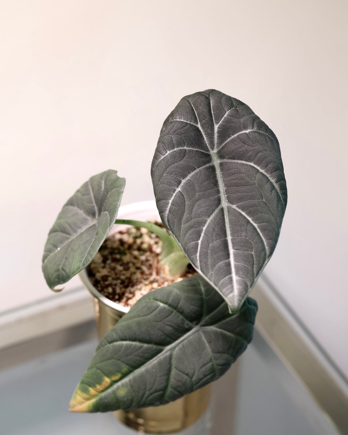 Alocasia Maharani, exact plant for sale, view 2