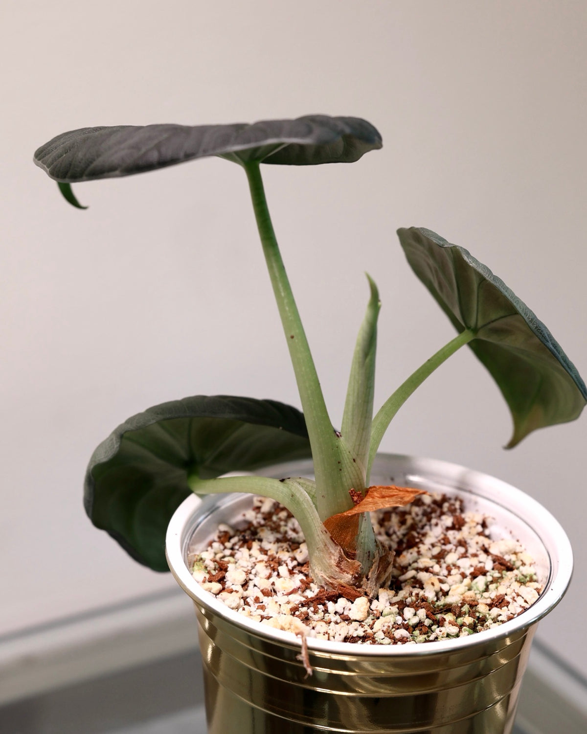 Alocasia Maharani, exact plant for sale, view 3