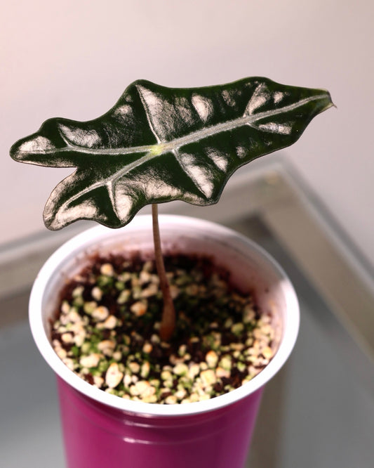 Alocasia Nobilis, exact plant for sale, view 1
