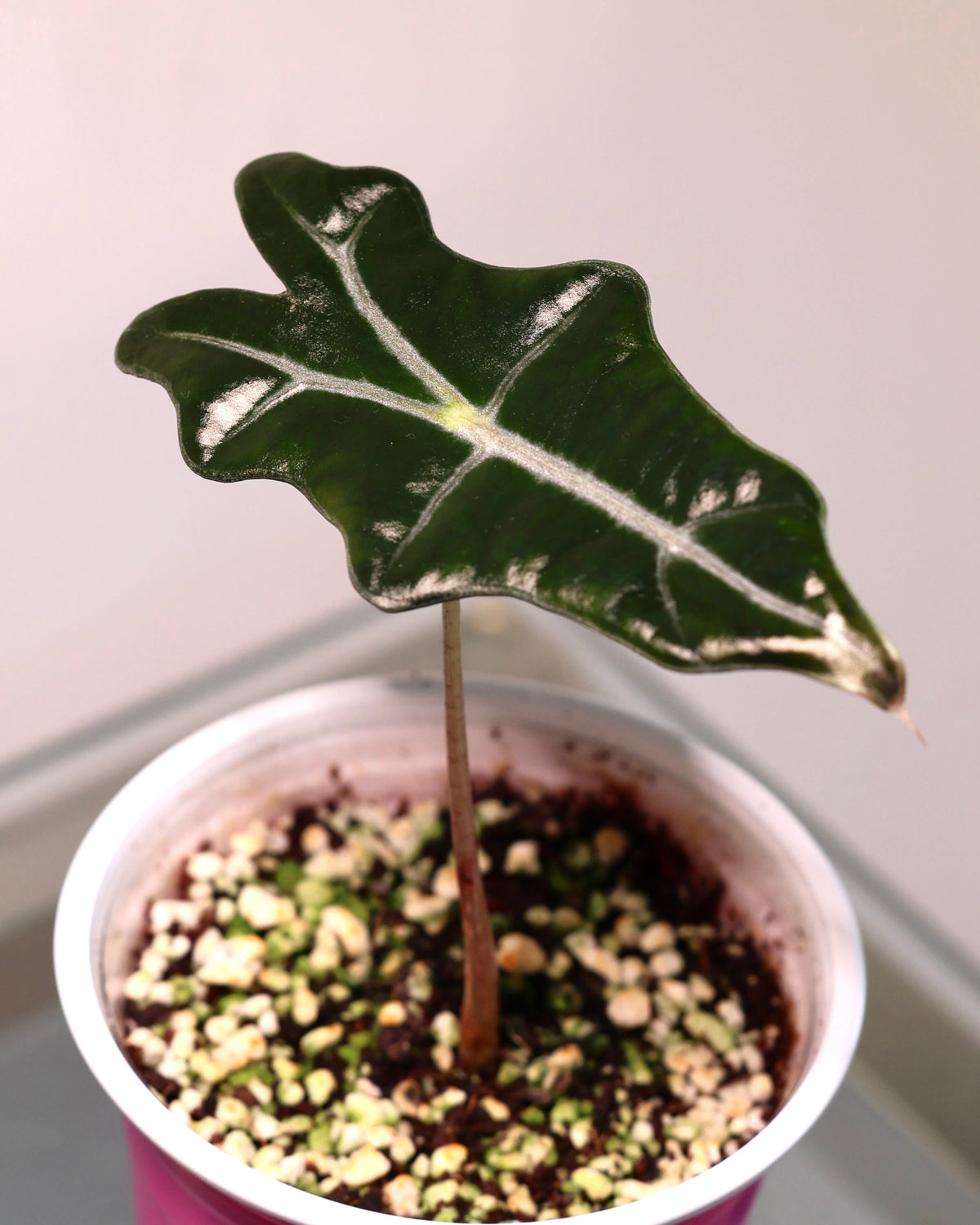 Alocasia Nobilis, exact plant for sale, view 2