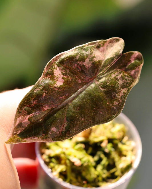 Alocasia pseudosanderiana Pink Variegated No. 2, exact baby plant with its first pink and green leaf