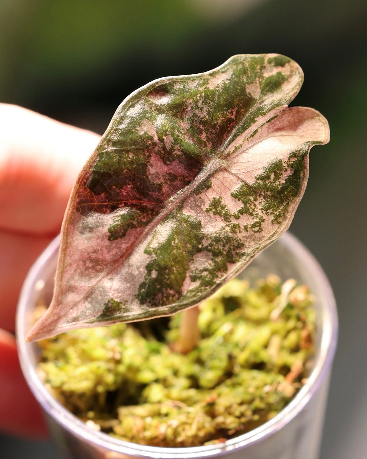 Alocasia pseudosanderiana Pink Variegated baby plant with its first leaf, exact plant for sale